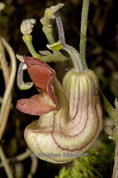 aristolochia californica 3 graphic